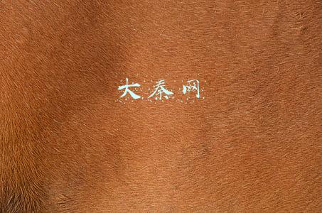 大秦网