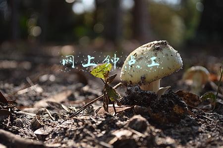网上钟点工