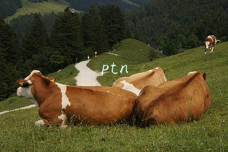 ptn