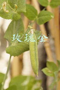 玫瑰金