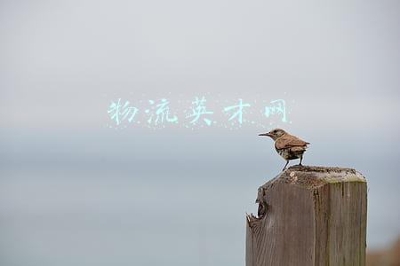 物流英才网