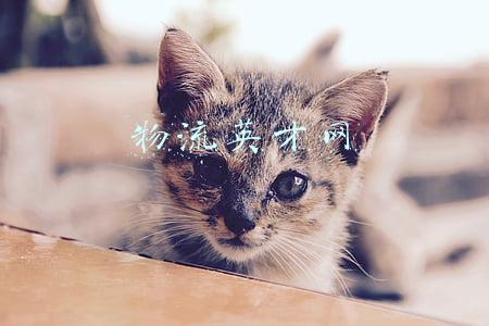 物流招聘信息网(山西交控集团所属企业物流集团2022年定向招聘公告（20人）)