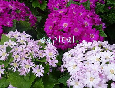 capital