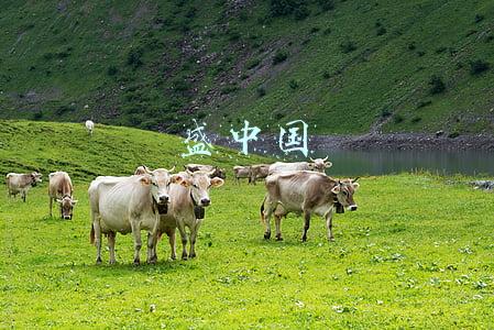 盛中国