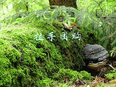 拉手团购