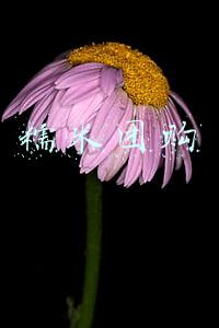 糯米团购