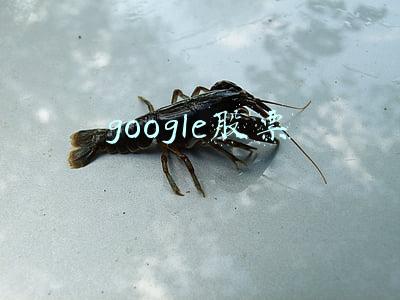 google浏览器(Chrome浏览器102正式版发布)