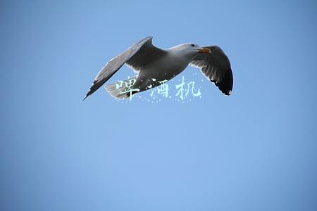 啤酒机