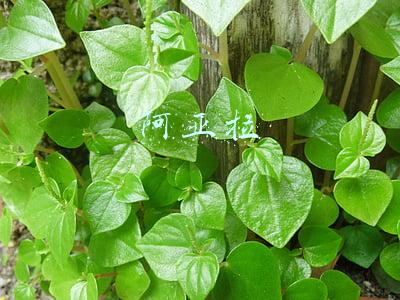 阿亚拉