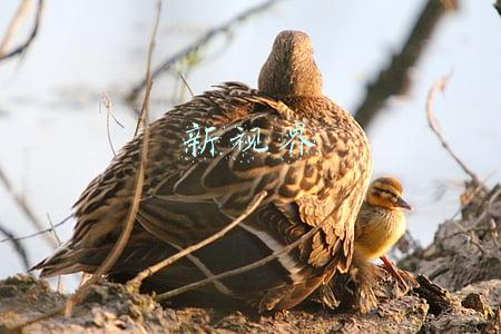 新视界