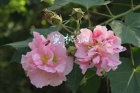 蜜桃派