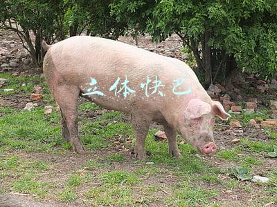 立体快巴