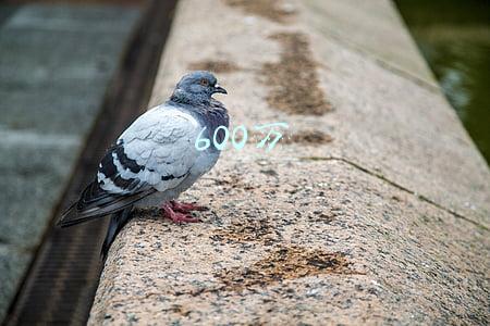 600万