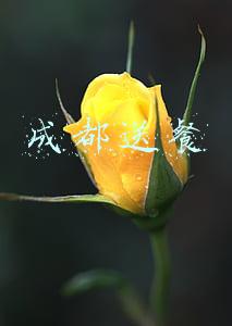 成都送餐