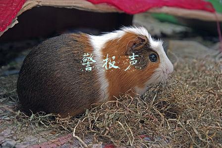 警报声音效大全(各国警车警报声PK！德国的差点把人送走...)