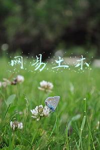 网易土木
