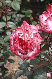 zha