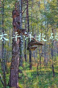太平洋数码