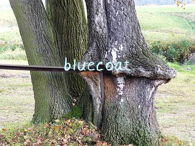bluecoat