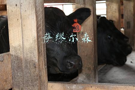 萨缪尔森