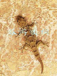 旅游团购
