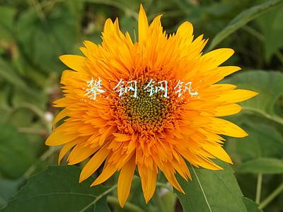 攀钢钢钒有限公司(突发！攀钢集团攀枝花钢钒有限公司董事长、总经理赵永平被查)