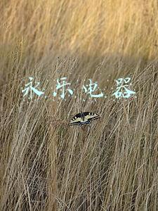 永乐电器