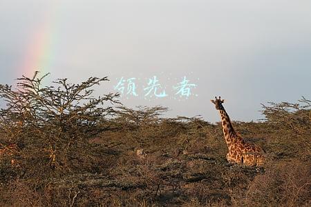 领先者