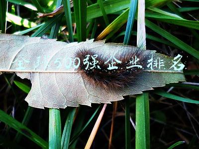 全球500强企业排名