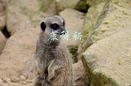 康得新