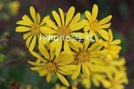 iphone游戏