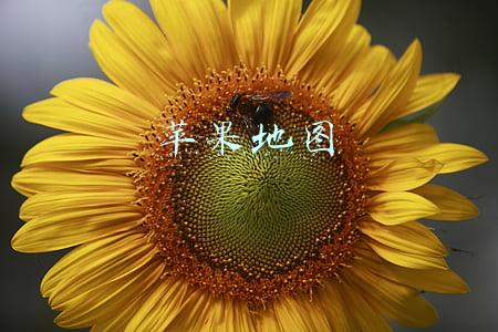 苹果地图