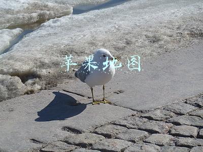 苹果地图
