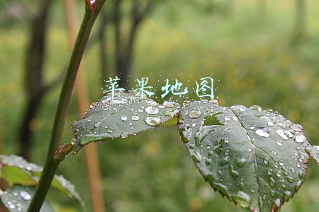 苹果地图