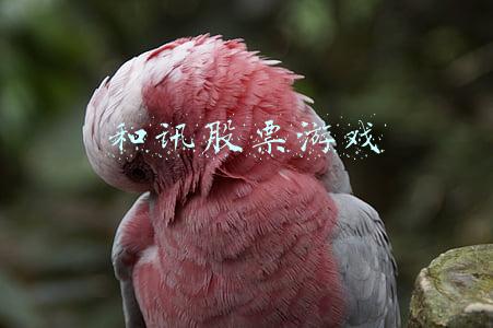和讯股票游戏