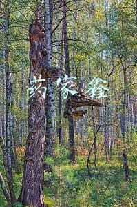 药家鑫