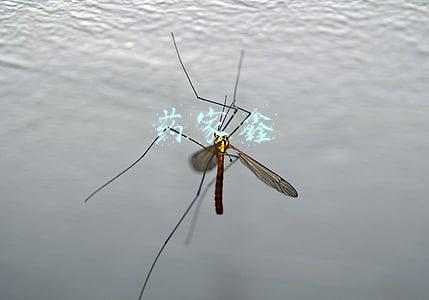 药家鑫
