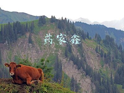 药家鑫