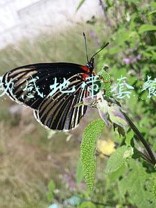 动感地带套餐