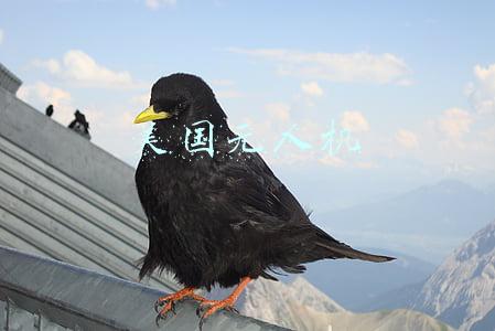 美国无人机