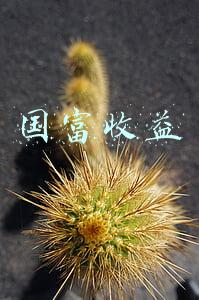 国富收益