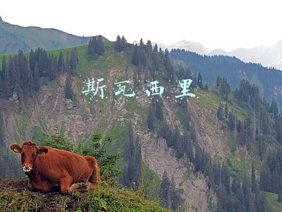 斯瓦西里