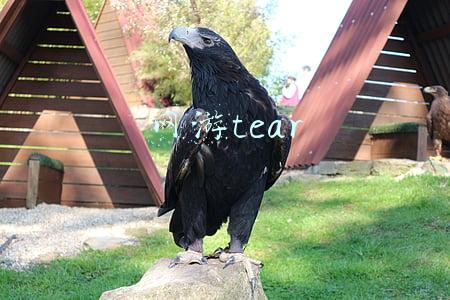 网游tear