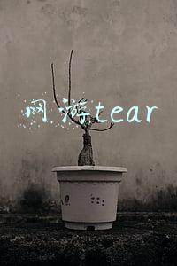 网游tear