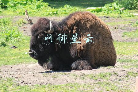 网御星云
