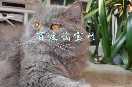 百度淘宝网