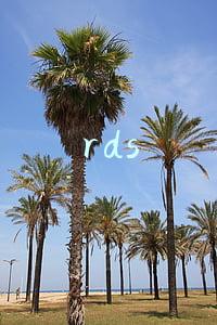rds