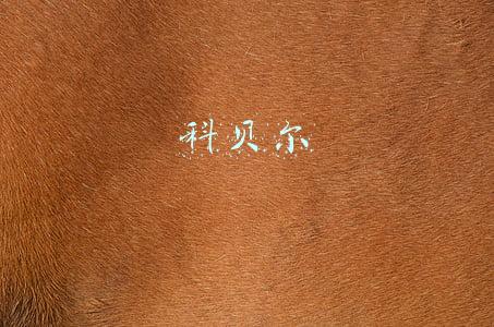 科贝尔底板(进阶水平球友纯木底板推荐)