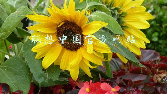 联想中国官方网站