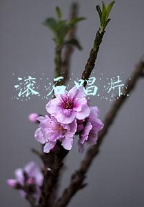 滚石唱片